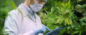 Portrait of scientist with mask and glasses checking hemp plants